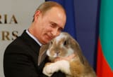 putin bunny