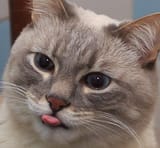 tonguecat