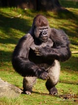 standing-silverback-gorilla-nick-biemans