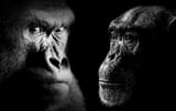 Chimp-and-gorilla-FEATURED