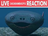 sacabambaspis reaction