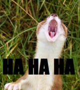 Laughing_Weasel