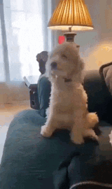 happy-dog