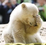 a classic bear facepalm