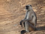 monkey