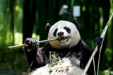 panda Eating