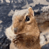 tenor_gif1334460094465339015