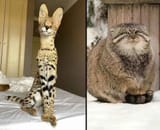 ornstein and smough