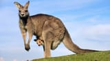 Kangaroo-12003_16x9_jpg