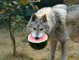 WatermelonWolf
