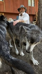 average wolf petting anon
