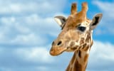giraffe-1-1681433731