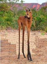 long