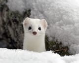 cute