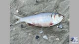 8be1f4e6-6c57-4ff8-b30e-eb46540585a8-large16x9_FishfounddeadinNMBPatDowling29.11.20withbackground.jpeg[1]