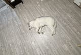 Defeated dog