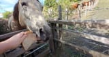 horse-eating-bread