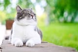 cute-cat-sunning-itself-happily-outdoors