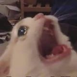345103544_263467232719261_1634469037032922554_n