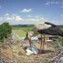 Stork kills_thumb.jpg