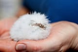 birbo baby