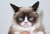 190517103414-01-grumpy-cat-file-restricted[1]