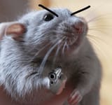 rat with a gun