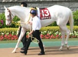 true white horse