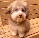 33483480.5_doggo smug