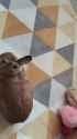 bunny gives up_thumb.jpg