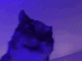 schizo cat