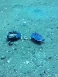 краб,гиф анимация,гифки - ПРИКОЛЬНЫЕ gif анимашки_thumb.jpg
