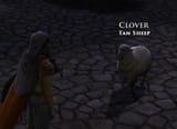 clover