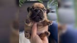 pug