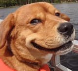 doggo