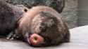 Beaver eating apple_thumb.jpg