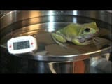 frog