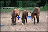 Mule2