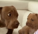 dawgs