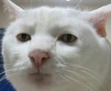 seriouscat