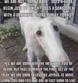 borzoi of life