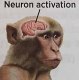 monkey activated