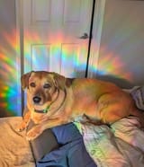 glodog