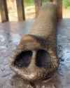 elephant_thumb.jpg