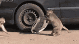 monkey-thief