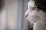 do-cats-cry-3-1370446355-2000-75d902230d36418d9ed8b43123b29481