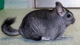 1181363-chinchilla-on-floor_350x200