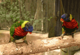 birds-dance
