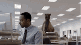 humpday-camel