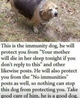 immunity dog